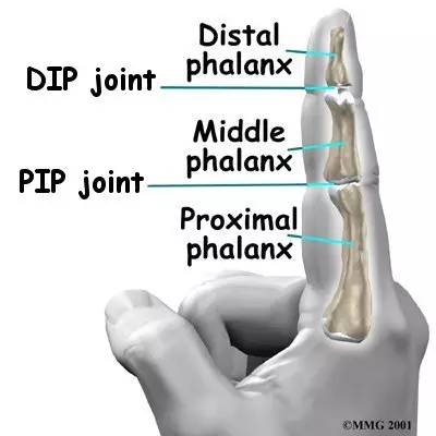 Finger anatomy diagram labeling DIP and PIP joints and phalanges